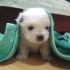 9.19.10 Cute Dog